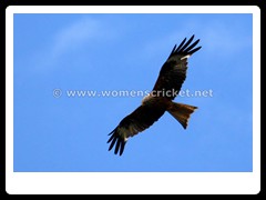 120711_201-red kite
