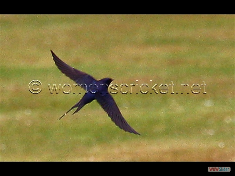 150705_153-swallow